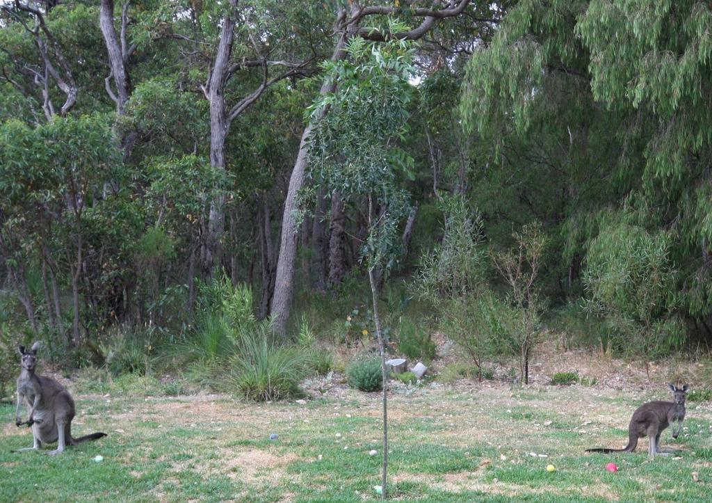 Margaret River Bed & Breakfast Экстерьер фото